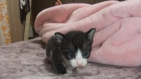 再募集4月13日生まれの子猫