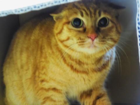 目がまんまるハンサムな茶トラ