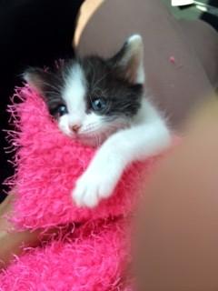 甘えん坊のハチワレちゃん