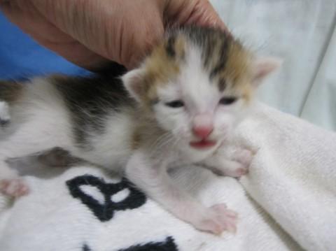 元気でかわいいしま三毛　授乳中