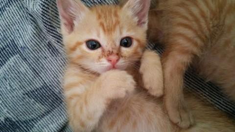 茶トラの美猫です