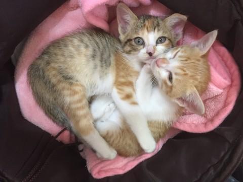 ミケ 生後４０日 女の子