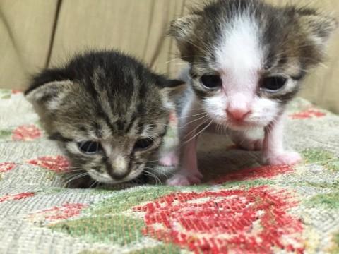可愛い子猫たち♫