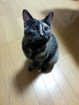 まん丸お目々のさびちゃん