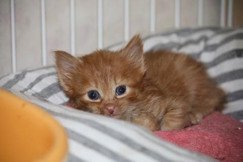 おっとりした茶トラです。