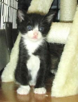 ハンサムな白黒ちゃん