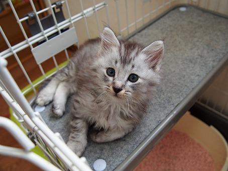 長毛系グレートラ君