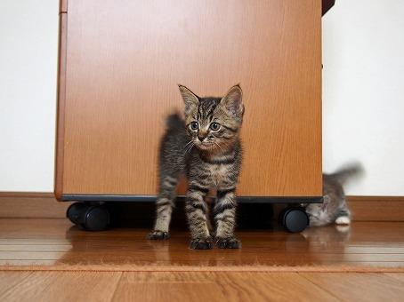 かわいいキジ猫ちゃん