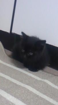 やんちゃな黒猫♀