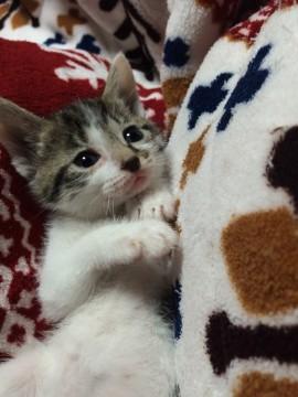 かわいい赤ちゃん