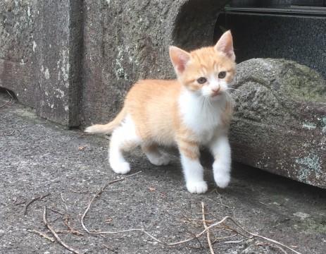 美人な茶白ちゃん  生後４５日