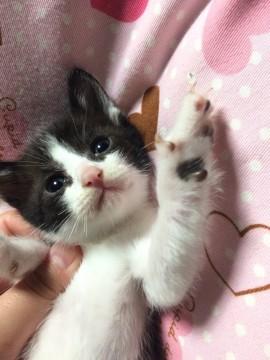 かわいい赤ちゃん