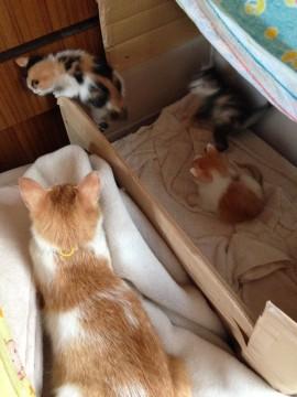 5月8日生まれの仔猫4匹