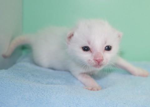 授乳から育ててみたい方