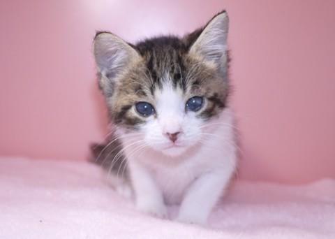 授乳から育ててみたい方