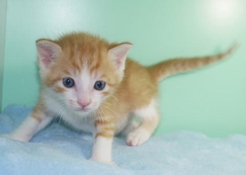 授乳から育ててみたい方