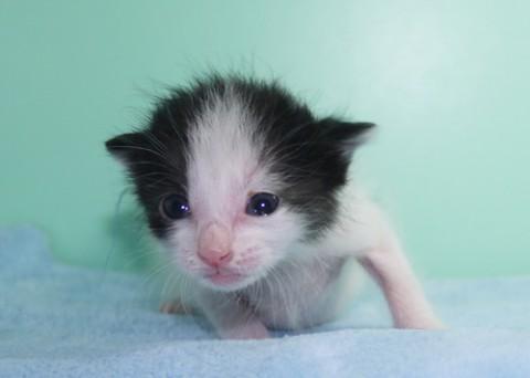 授乳から育ててみたい方