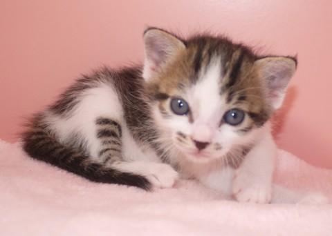 授乳から育ててみたい方