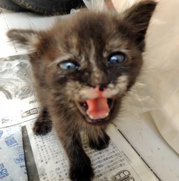 かわいい猫ちゃん２匹