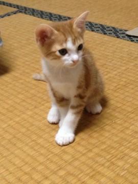 茶トラ白の子猫です