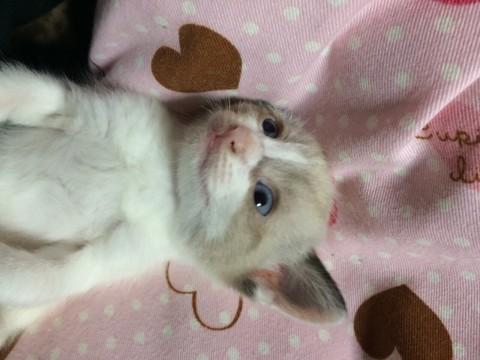 可愛い猫ちゃん