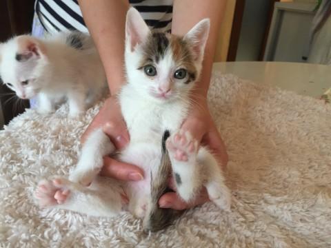 超可愛い三毛の仔猫ちゃん