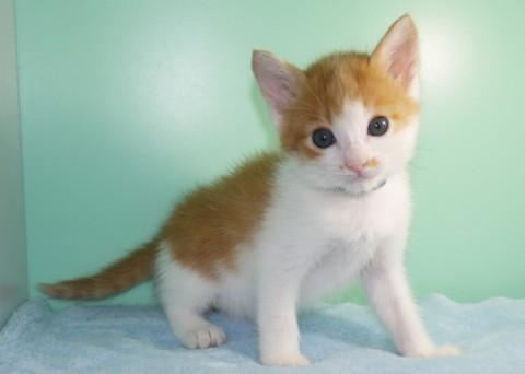 授乳から育ててみたい方