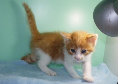 授乳から育ててみたい方