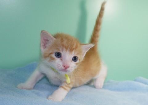 授乳から育ててみたい方