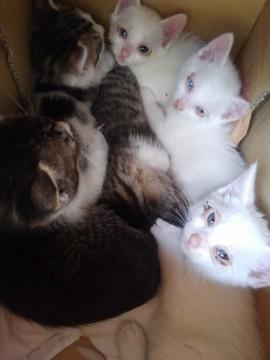 至急子猫里親募集