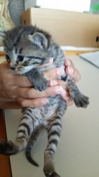 可愛い子猫