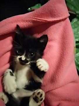 地域猫現場に遺棄された３兄妹