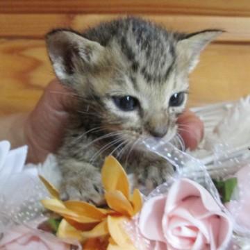 かわいいキジトラちゃん