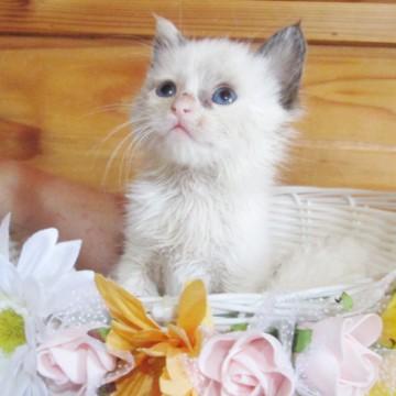 ブルーアイシャム風子猫ちゃん