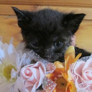 ちっこいジジちゃん！