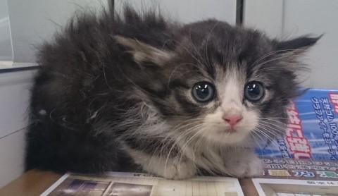 かわいいフワフワ八割れちゃん