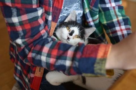 モーモー牛柄です