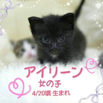 人懐こい月の輪熊のようです。