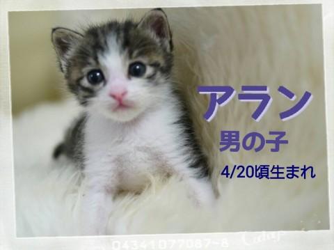 可愛いサバ白です。