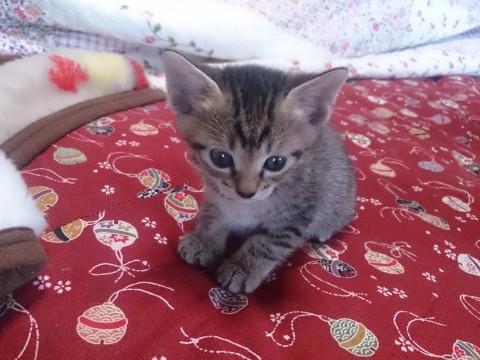 ４月１７日生まれの男の子３匹です