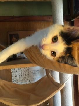 かわいい三毛の子猫