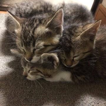 里親を募集しています！