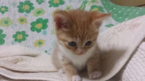 かわいい茶トラちゃん♡
