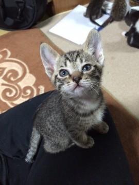 美人猫ちゃん