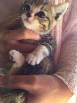 靴下にゃんこ