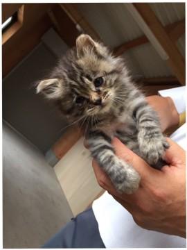 キジトラの仔猫