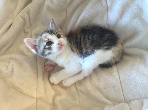 サビベビー①ミケ