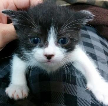 可愛い子猫の里親さま募集です