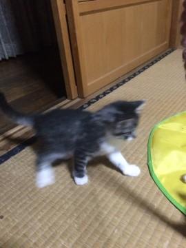 茶トラ、黒トラの可愛猫です。