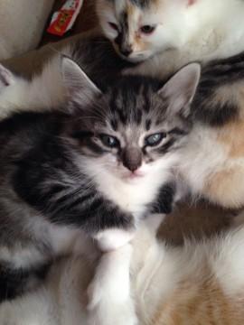 フワフワのメス猫です。
